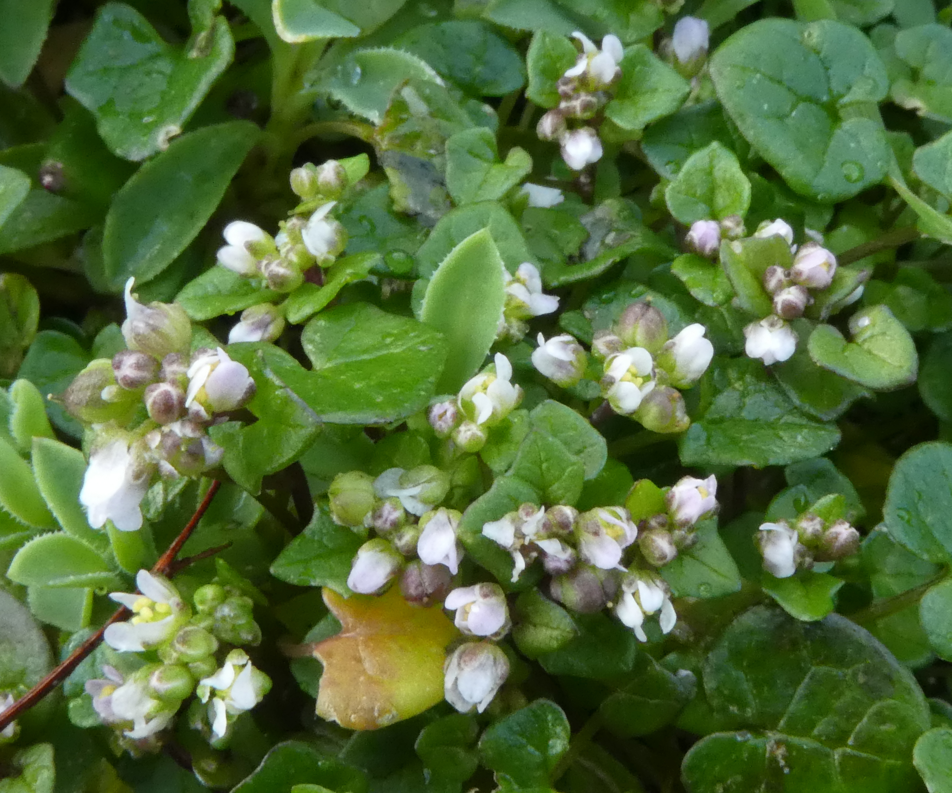Early Scurvy-grass Card - Lindsay Pyne