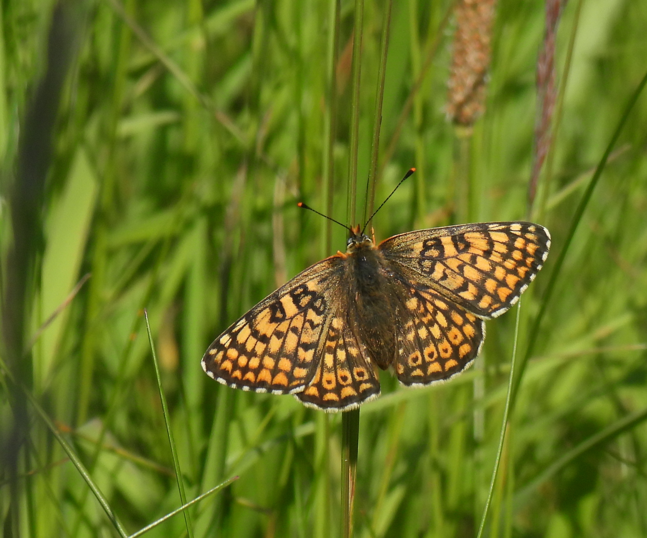 Glanville Fritillary