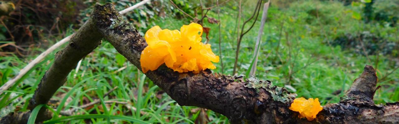 Witch's Butter (Credit: Poppy Emmens)