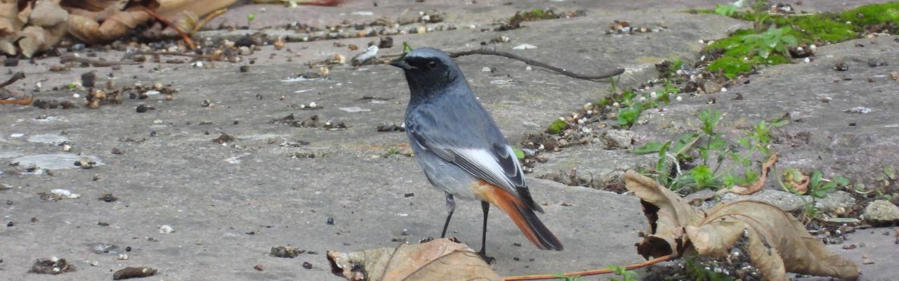 Black Redstart (credit: Daniel Whitelegg)